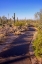 Picture of ARIZONA-TUCSON-SAGUARO NATIONAL PARK