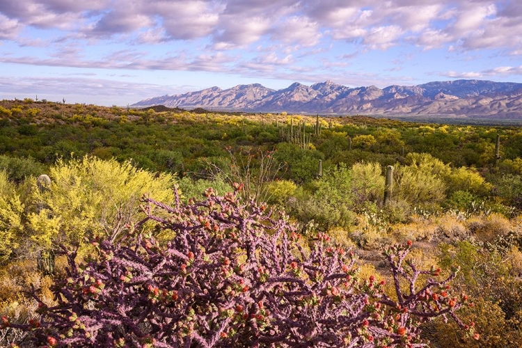 Picture of ARIZONA-TUCSON-SAGUARO NATIONAL PARK