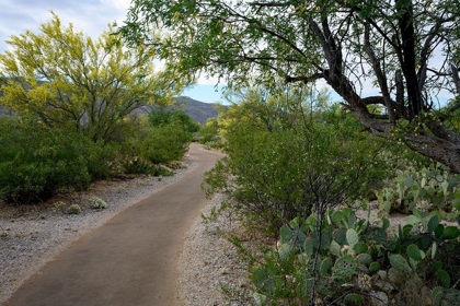 Picture of ARIZONA-TUCSON-SAGUARO NATIONAL PARK