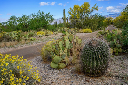 Picture of ARIZONA-TUCSON-SAGUARO NATIONAL PARK