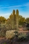 Picture of ARIZONA-TUCSON MOUNTAIN PARK
