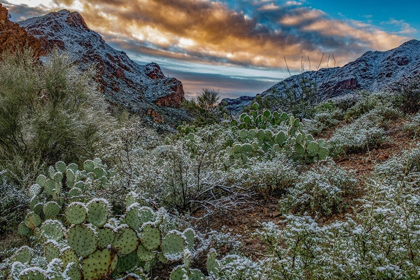 Picture of ARIZONA-TUCSON MOUNTAIN PARK