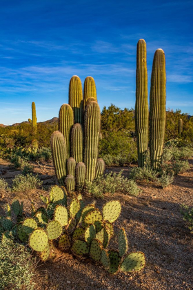 Picture of ARIZONA-TUCSON MOUNTAIN PARK