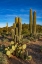 Picture of ARIZONA-TUCSON MOUNTAIN PARK