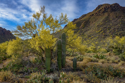 Picture of ARIZONA-TUCSON MOUNTAIN PARK