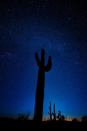 Picture of A GIANT SAGUARO CACTUS SILHOUETTES IN THE CLEAR ARIZONA EVENING