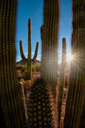 Picture of A SAGUARO CACTUS CREATES A WINDOW TO THE DESERT IN ORGAN PIPE CACTUS NATIONAL MONUMENT