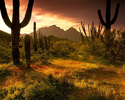 Picture of THE DESERT GLOWS WITH STREAMING LIGHT IN ORGAN PIPE CACTUS NATIONAL MONUMENT 