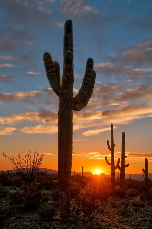 Picture of SAGUARO CACTUS IN THE LOWER SONORAN DESERT IN SOUTHERN ARIZONA