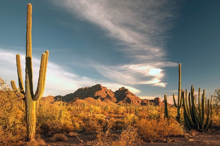 Picture of A VALLEY OF SAGUARO CACTUS IN ORGAN PIPE CACTUS NATIONAL MONUMENT-ON THE ARIZONA MEXICO BORDER