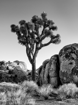 Picture of CALIFORNIA-JOSHUA TREE NATIONAL PARK-JOSHUA TREE LIT BY EARLY MORNING SUN