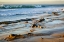 Picture of CALIFORNIA-LA JOLLA-SURF BREAKING OFF COAST BLVD PARK