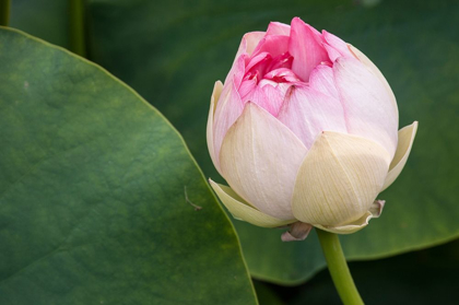 Picture of CALIFORNIA-SANTA BARBARA LOTUSLAND GARDEN-SUMMER SOLSTICE TWILIGHT RECEPTION-LOTUS FLOWER