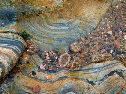 Picture of TIDAL POOL-POINT LOBOS-CALIFORNIA