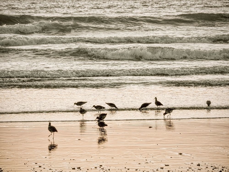 Picture of MORRO BAY SHORE