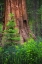 Picture of MARIPOSA GROVE-YOSEMITE-SIERRA MOUNTAINS-CALIFORNIA-USA