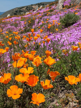 Picture of CALIFORNIA POPPIES-BIG SUR-CALIFORNIA-USA