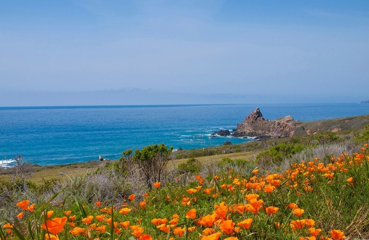 Picture of CALIFORNIA POPPIES-BIG SUR-CALIFORNIA-USA