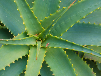 Picture of ALOE PLANT-BIG SUR-CALIFORNIA-USA