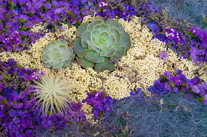 Picture of SUCCULENTS-BIG SUR-CALIFORNIA-USA