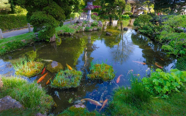 Picture of KOI POND-JAPANESE TEA GARDEN-GOLDEN GATE PARK-SAN FRANCISCO-CALIFORNIA-USA