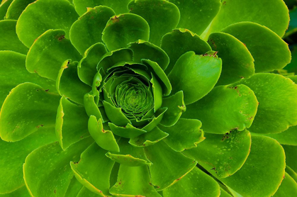 Picture of SUCCULENT-BIG SUR-CALIFORNIA-USA