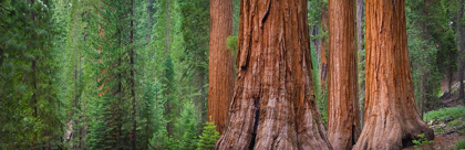 Picture of MARIPOSA GROVE-YOSEMITE-SIERRA MOUNTAINS-CALIFORNIA-USA