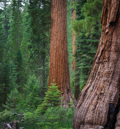 Picture of MARIPOSA GROVE-YOSEMITE-SIERRA MOUNTAINS-CALIFORNIA-USA