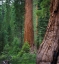 Picture of MARIPOSA GROVE-YOSEMITE-SIERRA MOUNTAINS-CALIFORNIA-USA