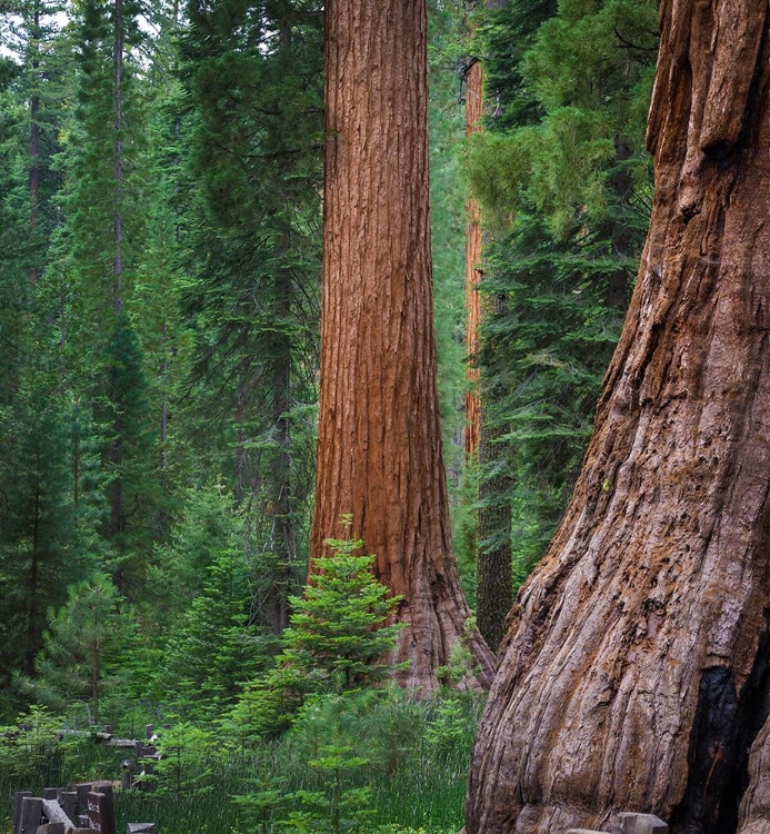 Picture of MARIPOSA GROVE-YOSEMITE-SIERRA MOUNTAINS-CALIFORNIA-USA