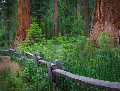 Picture of MARIPOSA GROVE-YOSEMITE-SIERRA MOUNTAINS-CALIFORNIA-USA