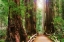 Picture of MUIR WOODS NATIONAL MONUMENT-MARIN COUNTY-CALIFORNIA-USA