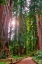 Picture of MUIR WOODS NATIONAL MONUMENT-MARIN COUNTY-CALIFORNIA-USA