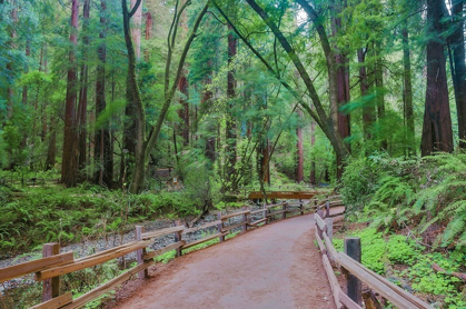 Picture of MUIR WOODS NATIONAL MONUMENT-MARIN COUNTY-CALIFORNIA-USA