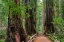 Picture of MUIR WOODS NATIONAL MONUMENT-MARIN COUNTY-CALIFORNIA-USA