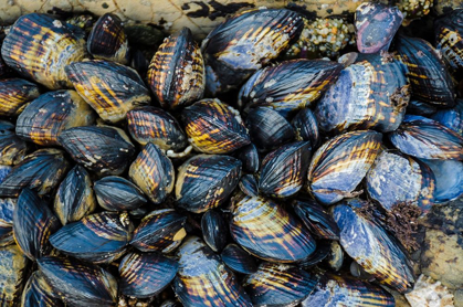 Picture of MUSSEL COLONIES IN FITZGERALD MARINE RESERVE-CALIFORNIA-USA