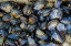 Picture of MUSSEL COLONIES IN FITZGERALD MARINE RESERVE-CALIFORNIA-USA