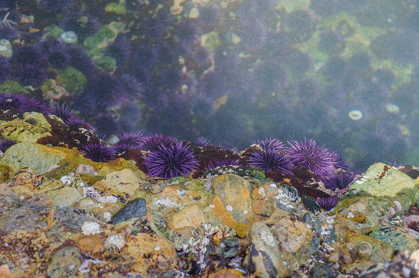 Picture of PURPLE SEA URCHINS-POINT LOBOS STATE NATURAL RESERVE-CALIFORNIA-USA
