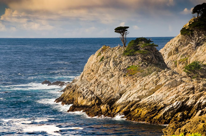Picture of CYPRESS ON COASTAL CLIFF-POINT LOBOS STATE NATURAL RESERVE-CALIFORNIA-USA