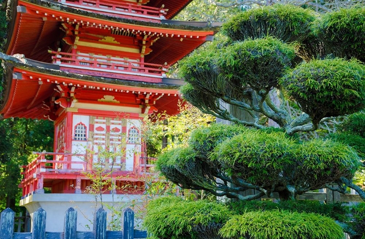 Picture of PAGODA-JAPANESE TEA GARDEN-GOLDEN GATE PARK-SAN FRANCISCO-CALIFORNIA-USA