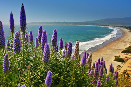 Picture of BEACH-COASTAL MARIN HEADLANDS-CALIFORNIA-USA