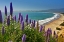 Picture of BEACH-COASTAL MARIN HEADLANDS-CALIFORNIA-USA
