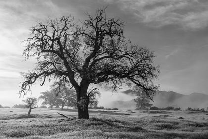 Picture of CALIFORNIA-LOS PADRES NATIONAL FOREST OAK TREE ON FOGGY MORNING 