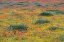 Picture of CALIFORNIA-MOJAVE DESERT CALIFORNIA POPPY SUPER BLOOM 