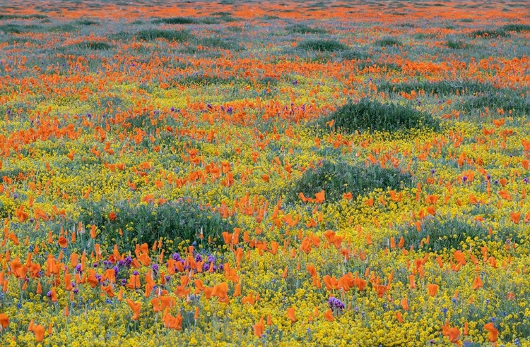 Picture of CALIFORNIA-MOJAVE DESERT CALIFORNIA POPPY SUPER BLOOM 