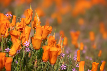 Picture of CALIFORNIA-MOJAVE DESERT CALIFORNIA POPPIES 