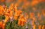 Picture of CALIFORNIA-MOJAVE DESERT CALIFORNIA POPPIES 