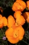 Picture of CALIFORNIA-MOJAVE DESERT CALIFORNIA POPPIES 