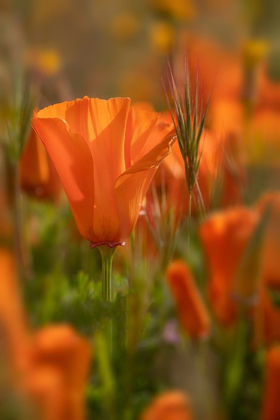 Picture of CALIFORNIA CLOSE-UP OF CALIFORNIA POPPY 