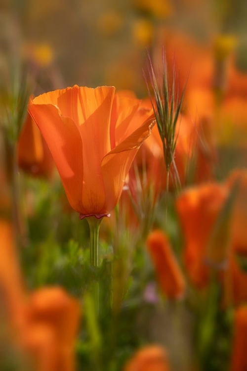 Picture of CALIFORNIA CLOSE-UP OF CALIFORNIA POPPY 